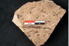 Foto (Detailansicht) von Araucaria sternbergii Goeppert (NHMW-GEO-2024-0188-8308)